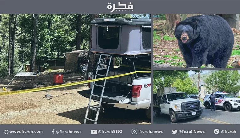 دب أسود