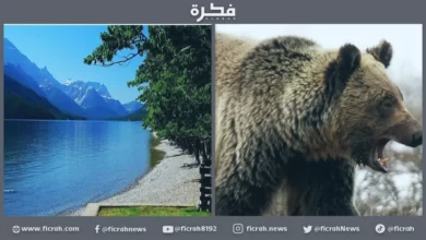 دب ضخم