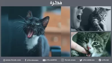 عضة قط